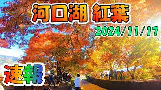 河口湖紅葉まつり 速報もみじ回廊 kawaguchiko Autumn Leaves 河口湖紅葉 河口湖ライブカメラ もみじ回廊 [upl. by Kieran742]