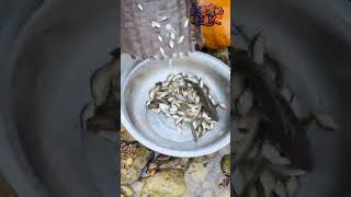 Do you like to eat this kind of fish 这样的鱼你喜欢吃吗 outdoors fishfood fishtrip Xiaomei fishingfun [upl. by Ocicnarf]