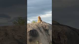 Lions mating on top of the kopje in the Serengeti Tanzania [upl. by Tybie]