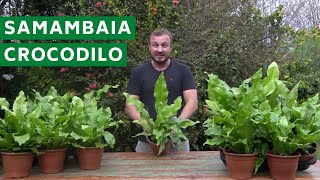 SAMAMBAIA CROCODILO  Dicas e curiosidades para o cultivo [upl. by Ettennat]