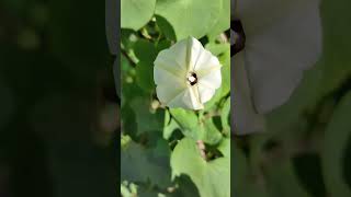 White Woodrose，Chinese Morning Glory 旋花科Convolvulaceae牽牛花屬Ipomoea VID20240821083539 [upl. by Seugirdor]