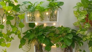 My secret of growing healthy amp bushy money plants in water  Caretips for MM leafylife550 [upl. by Glenden650]