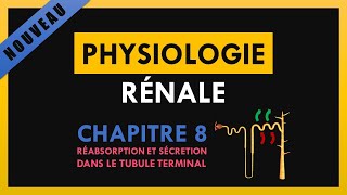 Physiologie Rénale  Chapitre 8  Réabsorption et sécrétion dans le tubule terminal [upl. by Clinton501]