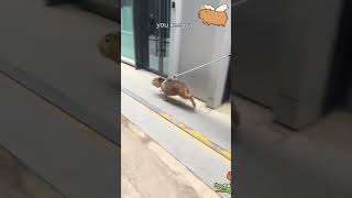 A pet owner takes his capybara for a walk [upl. by Daigle]