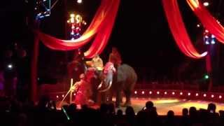 Circus Medrano  Elephants [upl. by Elleiad]