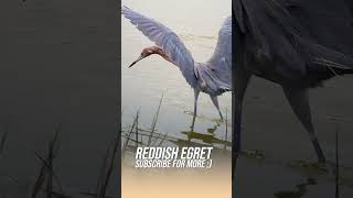 Reddish Egret [upl. by Matthus784]