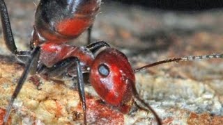 Strange ‘Exploding Ant’ Species Discovered In Asia [upl. by Lilias683]