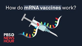 How do mRNA COVID19 vaccines work [upl. by Bindman]