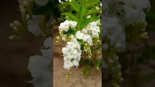 Duranta Erecta Alba A White Sky Flower Showcase [upl. by Genisia]