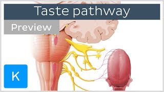 Taste pathway steps and diagram preview  Human Neuroanatomy  Kenhub [upl. by Rossie]