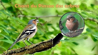 Chant du PINSON des ARBRES et du LORIOT au loin [upl. by Ollayos730]