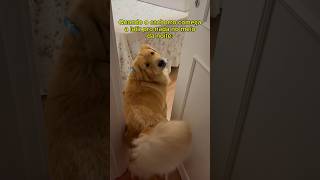 Claramente um cão de guarda 🤣 goldenretriever humor [upl. by Slotnick]