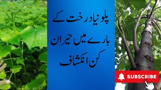 Paulownia tomentosa پلونیا ٹریfastgrowing treePaulownia future in Pakistan [upl. by Fuld918]