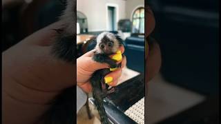 Facts about worlds smallest monkey marmoset monkey marmosetmonkey animals facts shorts [upl. by Eahsel]