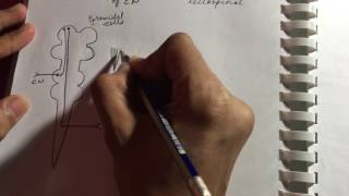 Pyramidal and Extrapyramidal Tracts  Neurology  Quick overview  USMLE STEP 1 [upl. by Nanda]