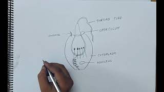 how to draw cnidoblast I ANIMAL KINGDOM I CHAPTER 4 I CLASS 11 BIOLOGY I NCERT [upl. by Jarietta962]