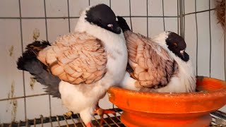 Fancy pigeons breeders  Modena pigeon domestic pigeon breeds  Pigeon loft [upl. by Raseda]