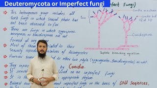 Deuteromycota  imperfect fungi  deuteromycota class 11  visiblescience22 [upl. by Lenad]