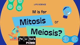 Mitosis vs meiosis in 3minutes [upl. by Aieki195]