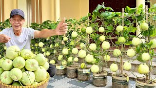 Lots Of Fruit Crispy And Super Sweet This Specialty Melon Is Extremely Easy To Grow [upl. by Anivram]