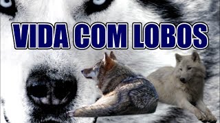 Vida Com Lobos  Life with Wolves 2005 HD FULL SCREEN [upl. by Silvestro]