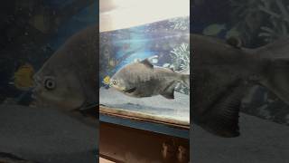 😳OMG🫣Big saiz pacu fish shortvideo shots fishfood pacufish monsteraquarium fish viralvideo [upl. by Annaxor951]