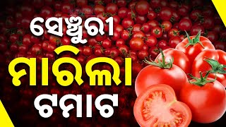 ଟମାଟୋ ଟପିଲା ୧୦୦  Tomato Price Touches Rs 100 Per Kg  Kanak News Digital [upl. by Margret]