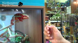 Panther Chameleon amp Yemen Chameleon Eating Locusts [upl. by Benedicto]