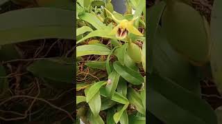 coelogyne fimbriata [upl. by Secor]