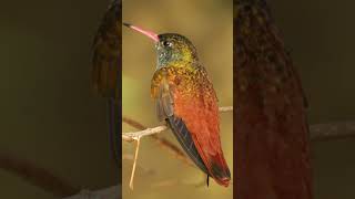 Amazilia Hummingbird  beautiful birds of world [upl. by Macintyre52]