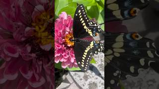 😀😀😀🦋🦋🦋 garden gardenvibes plantvibes butterfly butterflies maryland [upl. by Ave606]