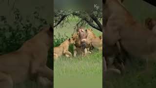 The Fierce Battle Between Lioness and Topi Antelope [upl. by Ambrosius]