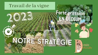 Les maladies de la vigne 2023  lattaque de loïdium  évité la destruction de la récolte [upl. by Rocca]