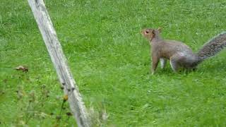 Squirrel in the garden wildlife gardenanimals [upl. by Ilohcin77]