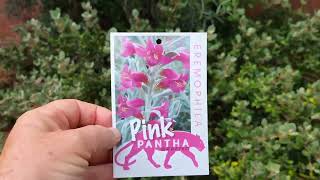 Eremophila Pink Pantha Basic Pruning Tips 7 Trish the Gong Gardener [upl. by Sirap390]