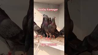 kabootarbazilovers kabootarbazzi pigeon kabootar birds [upl. by Nosam]