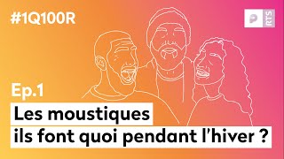 Ils font quoi les moustiques en hiver  E01  1 Question 100 Réponses  RTS Podcasts [upl. by Albrecht]