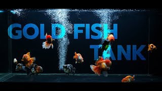 ตู้ปลาทอง Gold fish tank 20 gal US 4K [upl. by Peg677]