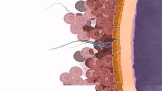 General Embryology  Detailed Animation On Fertilization [upl. by Noemys805]