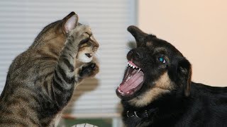 Cats vs Dogs fights  angry cats vs dogs funny compilation [upl. by Akemor]