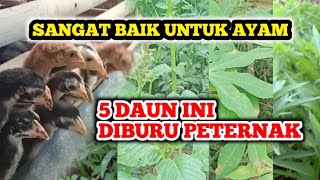 SEMUA PETERNAK MEMBURU 5 JENIS DAUN INI UNTUK RACIKAN PAKAN AYAM [upl. by Slater]