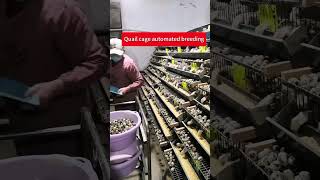 Quail cage automated breeding greatfarm poultryfarming [upl. by Brandon]