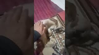 gangguin kucing pas lagi tidur shorts videoshort [upl. by Naihtsirc]