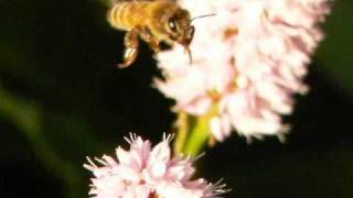 Close Up Photography of Bees in Flight [upl. by Meredithe]