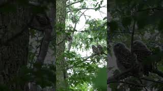 4 barred owl babies exploring wildlife nature photography [upl. by Enybor]