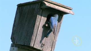 Mountain Bluebirds Sialia currucoides [upl. by Myrilla]