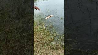 Snakehead release fishingvideos tomanfishing fishinglife [upl. by Aileon]