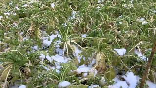 Cover Crop Plot 4 Crimson Clover and Radishes [upl. by Sydelle359]