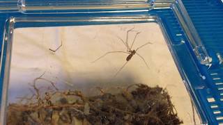 GIANT CELLAR SPIDER VS BLACK WIDOW BUG MMA [upl. by Verdie]