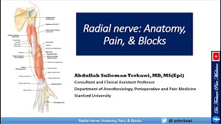 Radial Nerve Anatomy Pain and Block [upl. by Renick786]